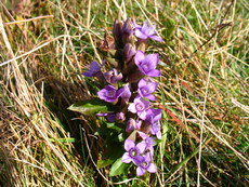 Schweiz Le Chasseral 006.JPG